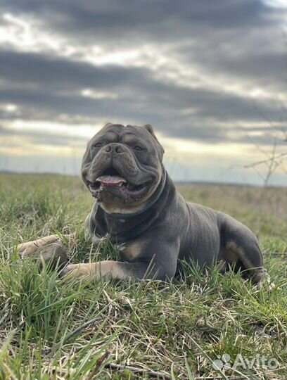 Американский булли покет вязка