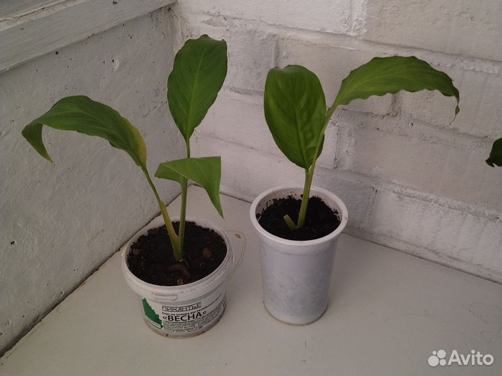 Спатифиллум