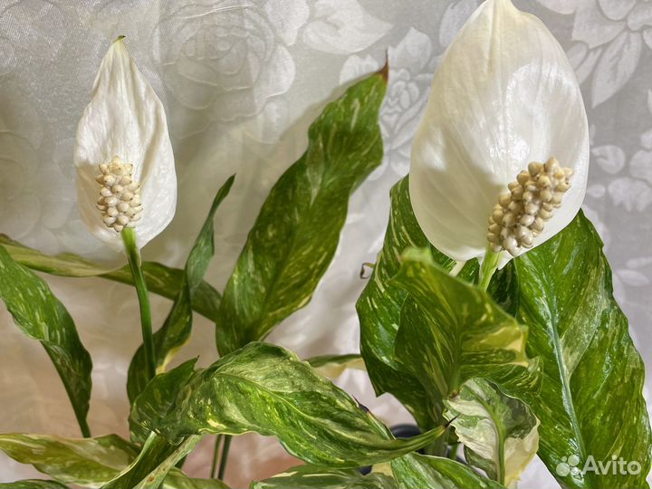 Спатифиллум Домино