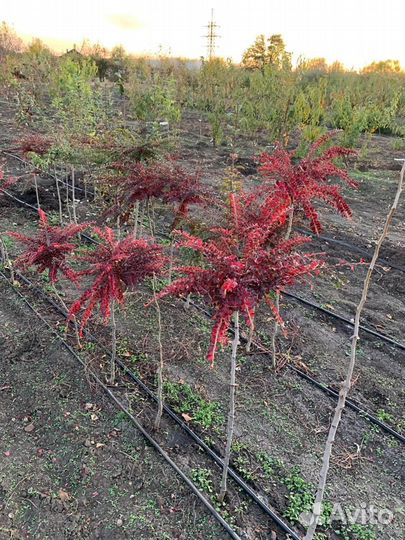 Кизильник на штамбе