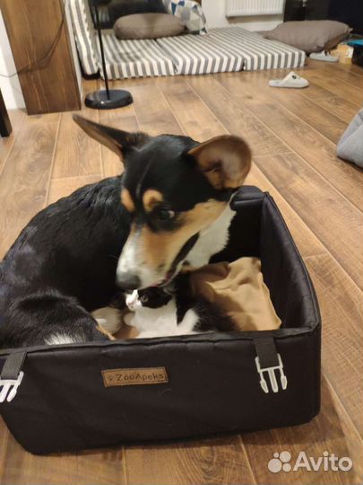 Автокресло для щенка, собаки