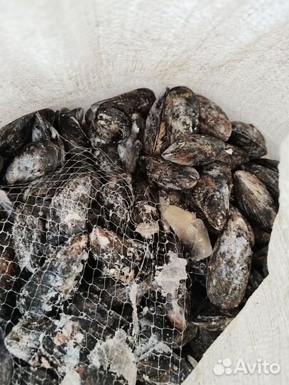 Мидии мороженые в створке