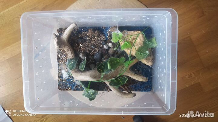 Паук-птицеед с террариумом