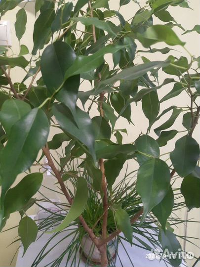 Фикус бенджамина