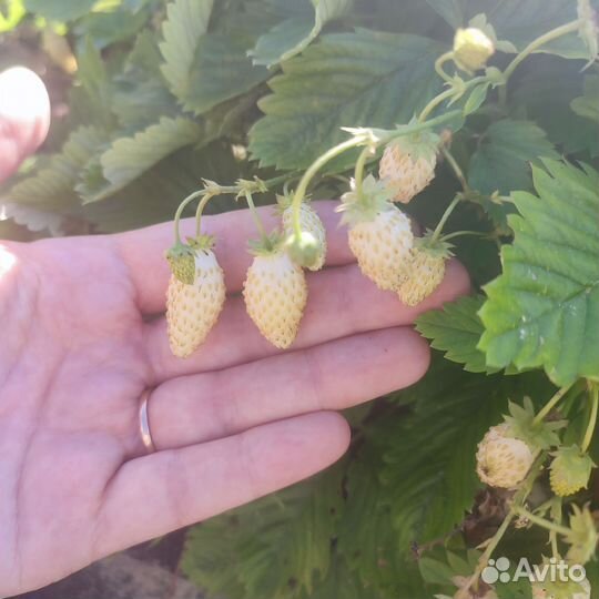 Усы белой земляники