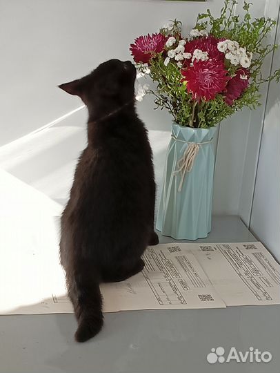 Котёнок бесплатно