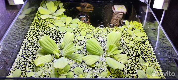 Пистия и Ряска