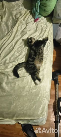 Потерялся кот
