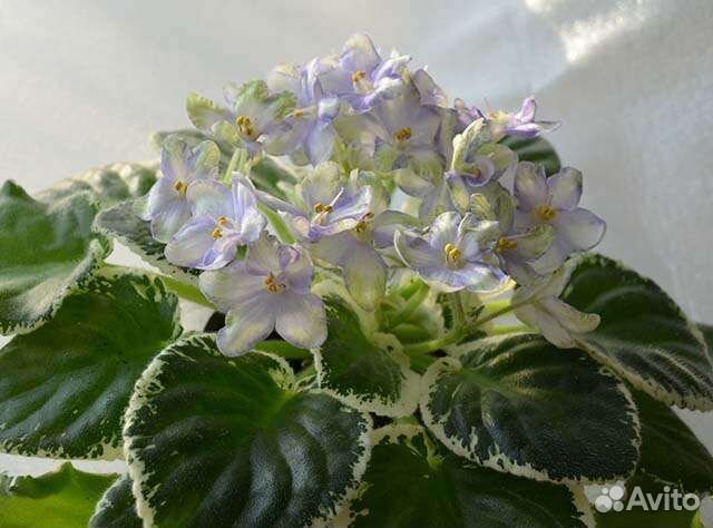 Сортовые фиалки.детки и укор.листики