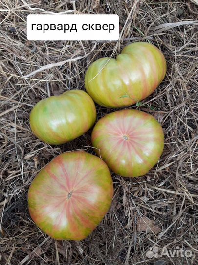 Семена полосатых томатов коллекционных