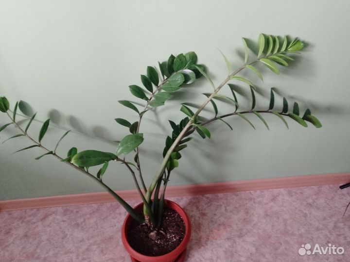 Замиокулькас