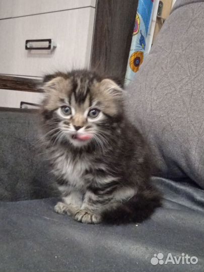Котенок девочка в добрые руки