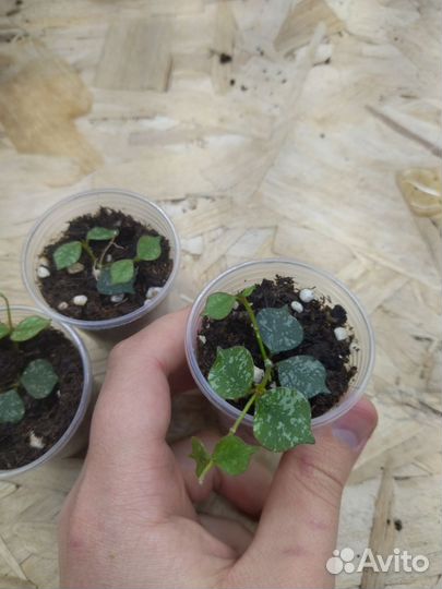 Хойя куртиси