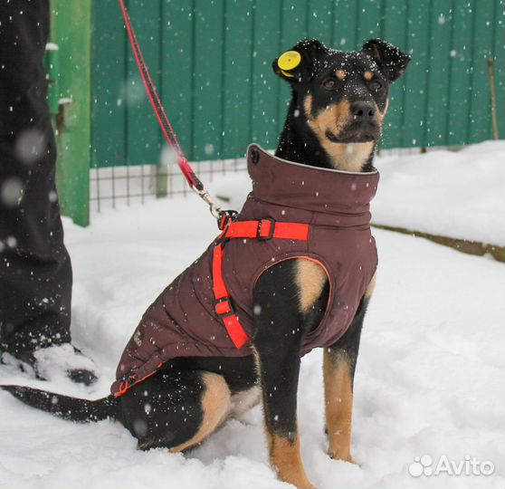 Собачка Кукла ищет семью