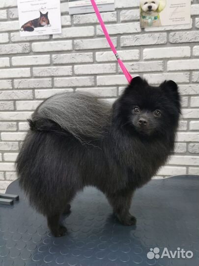 Померанский шпиц. Кобель. Вязка