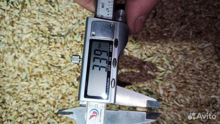 Пшеница твердая