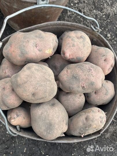 Домашний картофель