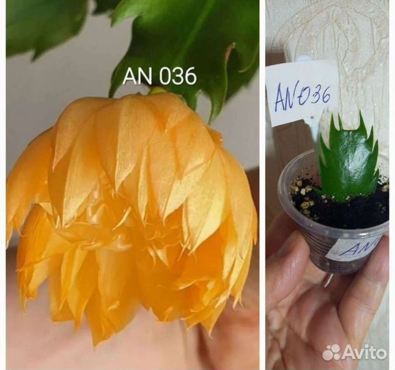 Шлюмбергеры махровые