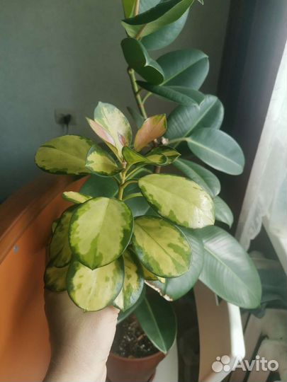 Хойя аустралис лиза