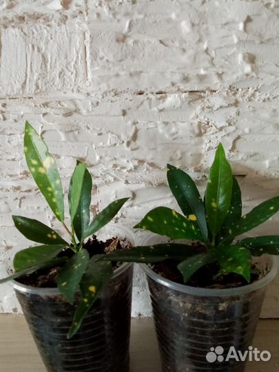 Комнатные растения цветы