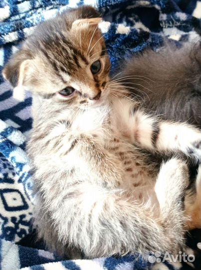 Отдаю бесплатно