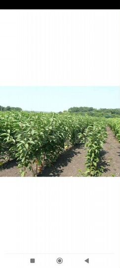 Участок 12 га (промназначения)