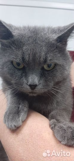 Британский кот