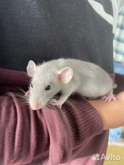 Крыса дамбо