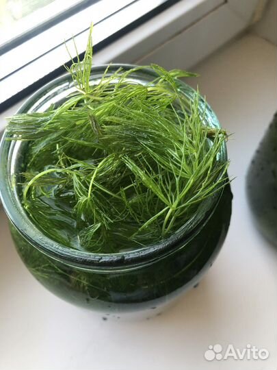 Роголистник