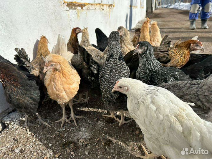 Куры несушки