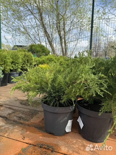 Можжевельник Минт Джулеп