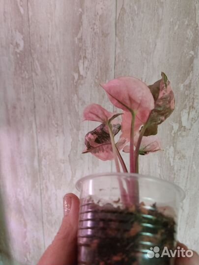 Сингониум клубничный лед galaxy