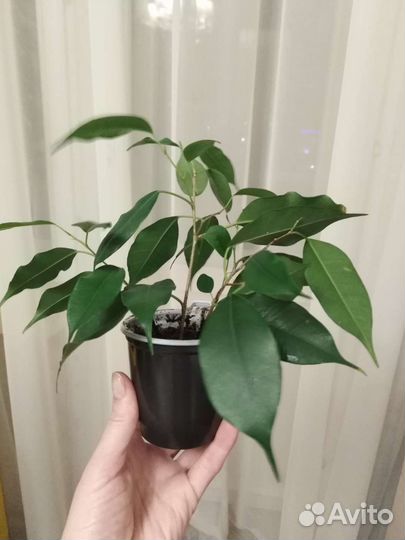 Фикус бенджамина