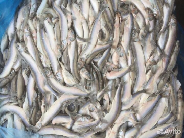 Свежемороженая мойва