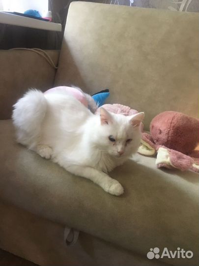 Кот 2 года отдам в добрые руки