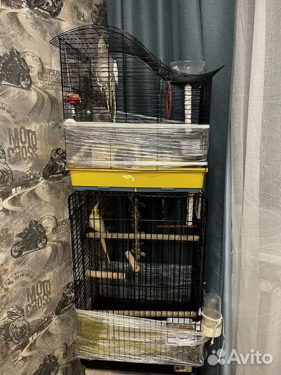 Попугай корелла с клеткой