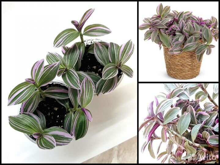 Традесканция Lilak mini