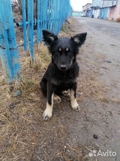 Щенок в добрые руки бесплатно