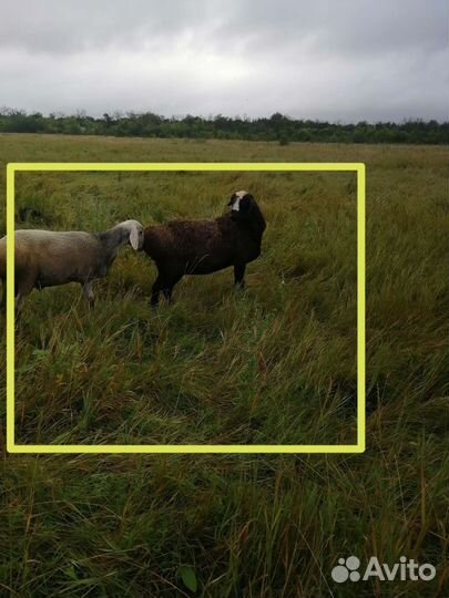 Курдючные бараны овцы