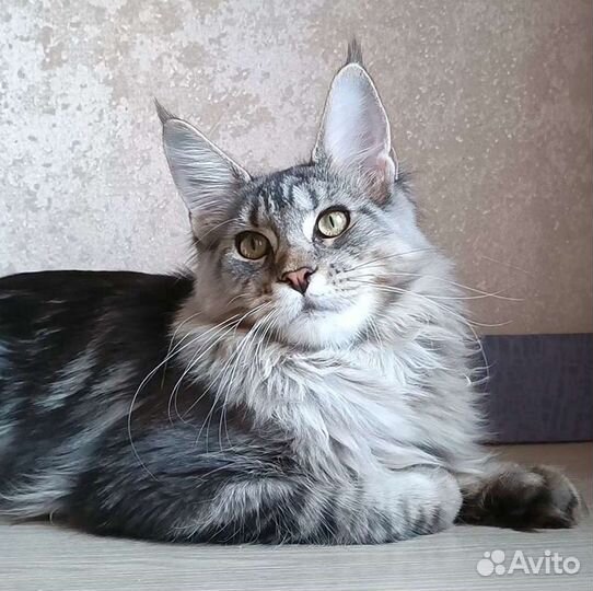 Мейн куны от чемпионов