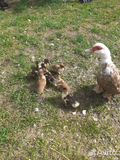 Мускусные утки