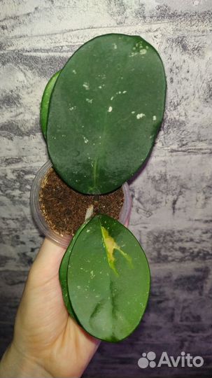 Хойя Obovata variegata