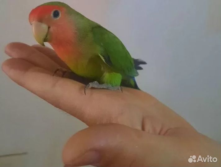 Неразлучники птенцы