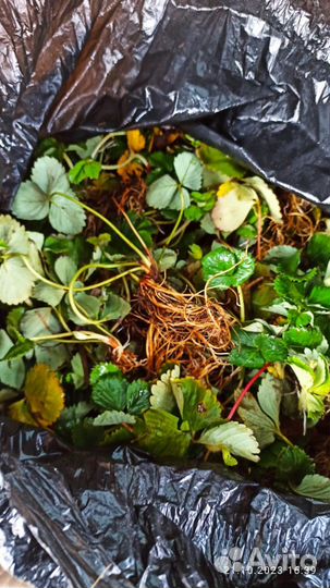 Рассада клубники