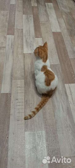Котик ищет дом