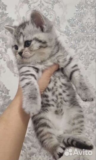 Шотландская