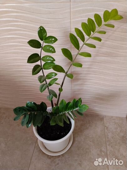 Замиокулькас