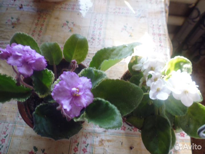 Сортовые фиалки