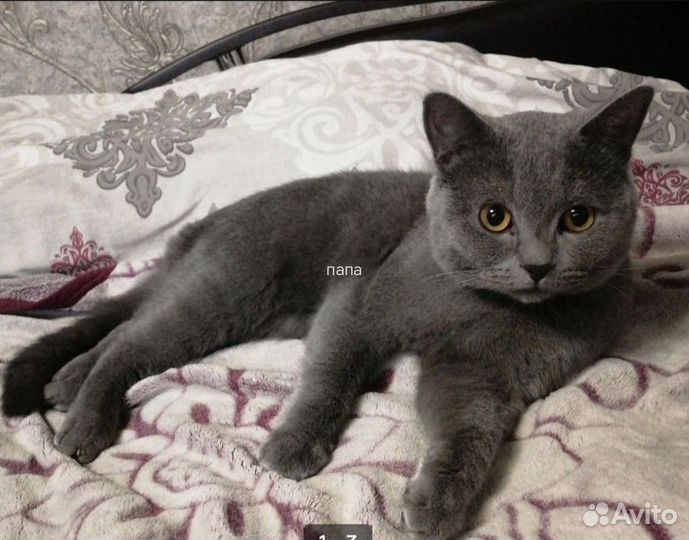 Шотландская