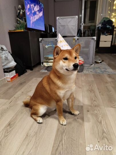 Сиба ину вязка